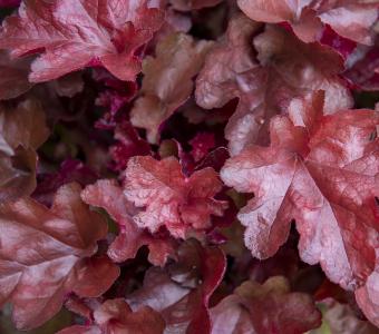 Żurawka Heuchera World Caffé™ Vienna 26