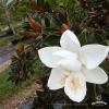 0001095 little gem magnolia