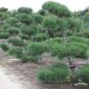702 Pinus nigra bonsai