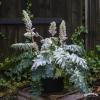 Acanthus Tasmanian Angel 79992 2