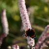 Actaea Pink Spike 70763 4