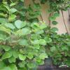Actinidia chinensis2