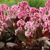 Bergenia Pink Dragonfly 70702 2