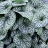 Brunnera Alexanders Great 71880 1
