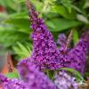 Buddleja Butterfly Candy Little Purple 75480 1