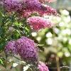 Buddleja Pink Cascade 74450 2