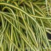 Carex oschimensis Evergold 79889 3