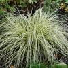 Carex oschimensis Evergold 79889 4