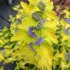Caryopteris Hint of Gold 74817 2