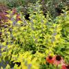 Caryopteris Hint of Gold 74817 3