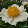 Claire de Lune