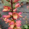 Digitalis Falcon Fire 75901 2