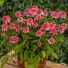 Echinacea Butterfly Kisses 79272 3