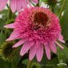 Echinacea Butterfly Kisses 79272 4