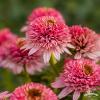 Echinacea Butterfly Kisses 79272 5
