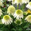 Echinacea Delicious Nougat 77431 2