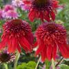 Echinacea Eccentric 74263 2