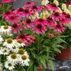 Echinacea Magenta Pearl 77401 1