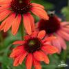 Echinacea Red Pearl 74292 4