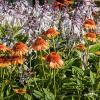 Echinacea Supreme Cantaloupe 74247 2