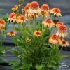 Echinacea Supreme Cantaloupe 74247 3