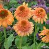 Echinacea Supreme Cantaloupe 74247 4