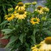 Echinacea Yellow Pearl Imp. 79643 2