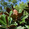 Evergreen Magnolia Tree 1