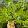 FLORA PARK Ceanothus EL Dorado poj p11 PRUSZNIK niebieskie kwiaty