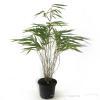 Fargesia rufa C1 30 40 3