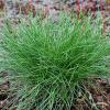 Festuca Pic Carlit 79097 2