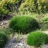Festuca Pic Carlit 79097 3