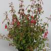 Fuchsia Gracilis 71344 2