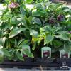 H. orientalis paars 4