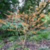 Hamamelis x intermedia Jelena 02