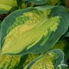 Hosta Great Expectations 73809 1