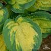 Hosta Great Expectations 73809 2