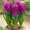 Hyacinth Purple Sensation