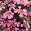 Hydrangea serrata Daredevil PBR 26