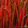Imperata Red Baron 79323 1