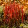 Imperata Red Baron 79323 5