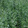 Kalaminta