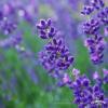 LAWENDA HIDCOTE BLUE STRAIN WASKOLISTNA P PIEKNA
