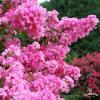 Lagerstroemia petite pink c5 duza sadzonka w donicy sklep
