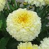 Leucanthemum Luna 74454 2