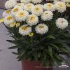 Leucanthemum Luna 74454 3
