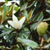 Magnolia Little Gem 4