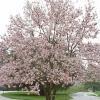 Magnolia