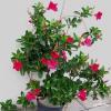 Mandevilla sanderi a1