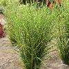 Miscanthus Strictus 79327 1